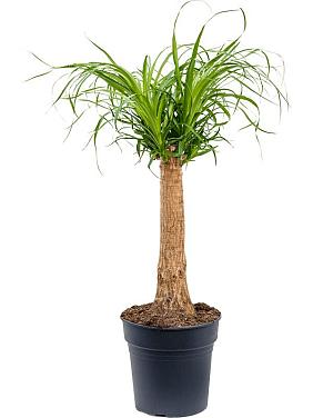 Нолина (Бокарнея отогнутая) Нолина (Бокарнея отогнутая)