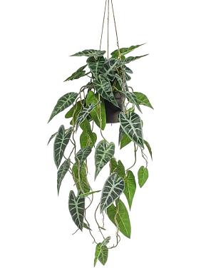 Алоказия ампельная в подвесном кашпо искусственная Алоказия ампельная в подвесном кашпо искусственная