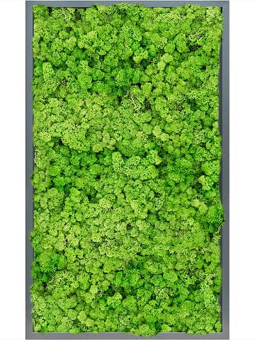 Картина из мха mdf ral 7016 satin gloss 100% reindeer (light grass green) Картина из мха mdf ral 7016 satin gloss 100% reindeer (light grass green)