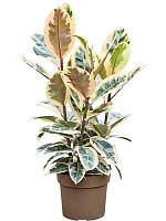 Фикус Эластика Тинеке H75 D24 см