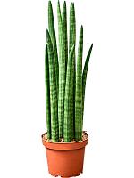 Сансевиерия Цилиндрика H50 D15 см