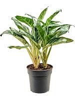 Аглаонема Амазон Сильвер H50 D19 см