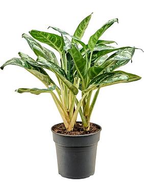Аглаонема Амазон Сильвер Аглаонема Амазон Сильвер