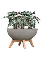 Алоказия Полли H45 D17 см