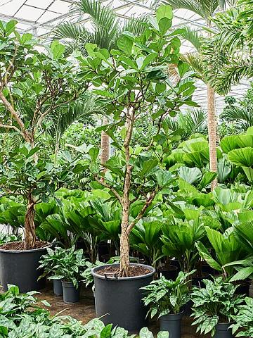 Фикус Лирата разветвленный Фикус Лирата разветвленный