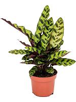 Калатея Лансифолия H30 D12 см Калатея Лансифолия H30 D12 см