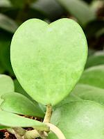 Хойя Керри H20 D9 см