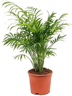 Хамедорея Элеганс изящная