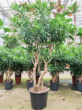 Драцена Песня Ямайки Драцена Песня Ямайки