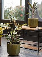 Кашпо Nine pot olive green D22 H20 см