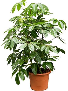 Шеффлера Амате 4 ствола