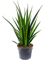 Сансевиерия Кирки Френдс H45 D14 см