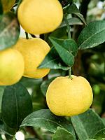 Цитрус Лиметта Пурша H185 D38 см
