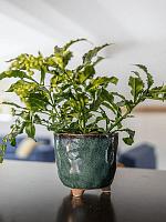 Кашпо Kaat pot petrol D19 H18 см Кашпо Kaat pot petrol D19 H18 см