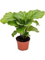 Калатея Орбифолия H30 D12 см