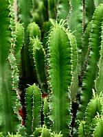 Молочай Эритрейский (Эуфорбия Эритрея) H140 D27 см