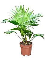 Ливистона Ротундифолия круглолистная H60 D17 см