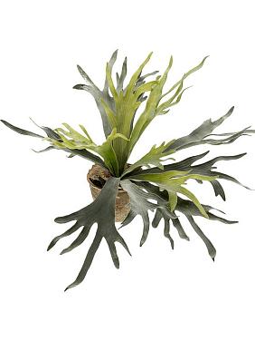 Папоротник Платицериум оленерогий в горшке искусственный