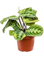 Маранта Эксклюзив Дарк беложильчатая H35 D12 см