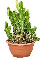 Молочай трехгранный (Эуфорбия Триангулярис) H25 D20 см