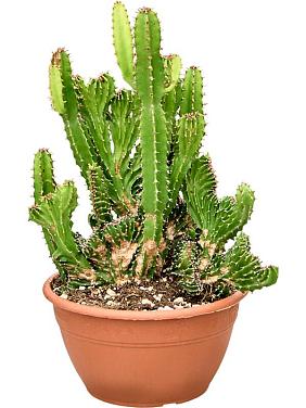 Молочай трехгранный (Эуфорбия Триангулярис)