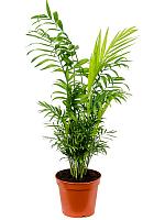 Хамедорея Элеганс изящная H55 D17 см