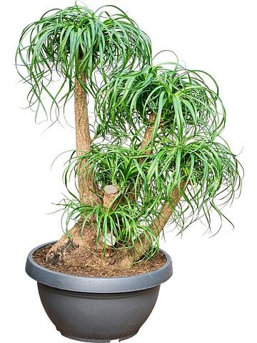 Нолина (Бокарнея отогнутая) разветвленная