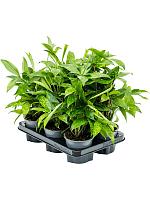 Драцена Суркулоза Годсефа H40 D12 см