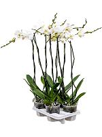 Фаленопсис Tsarine 2 ствола H100 D15 см