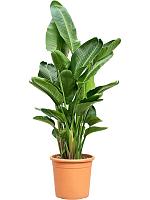 Стрелиция Николая H170 D40 см