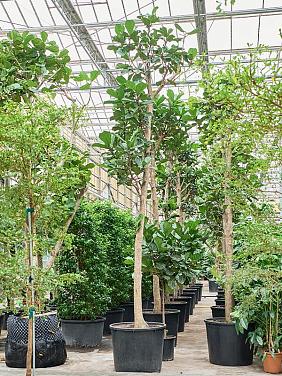 Фикус Лирата Фикус Лирата