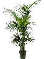 Ховея Форстера H180 D24 см