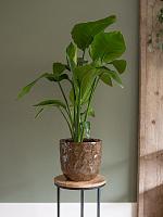 Кашпо Brian pot desert D14 H13 см