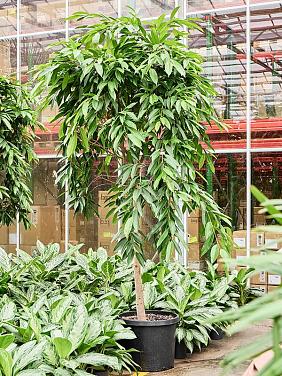 Фикус Бенедикта Амстел Кинг