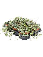 Церопегия Вуда H20 D12 см