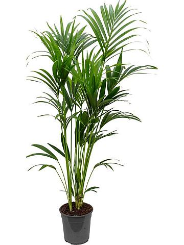 Ховея Форстера Ховея Форстера