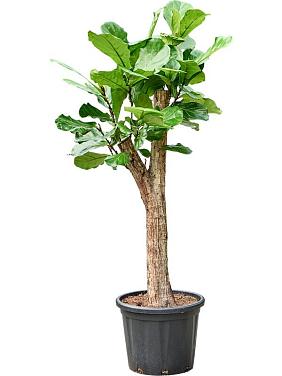 Фикус Лирата Фикус Лирата