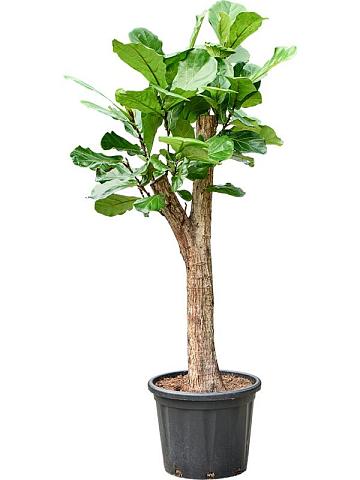 Фикус Лирата