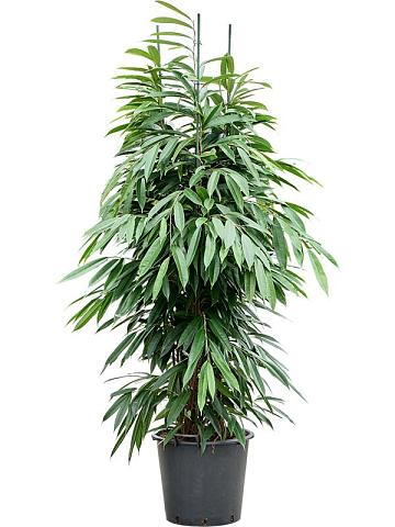 Фикус Бенедикта Амстел Кинг Фикус Бенедикта Амстел Кинг