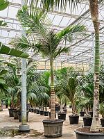 Архонтофеникс Александры H450 D73 см