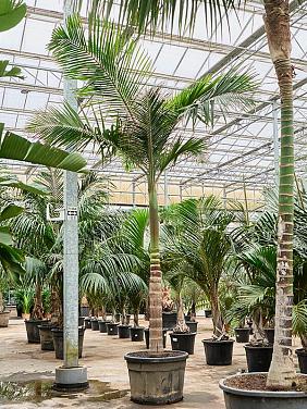 Архонтофеникс Александры