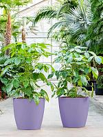 Кашпо Baq ecoline phoenix regular couple D43 H42 см