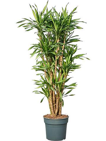 Драцена Фрагранс Рики разветвленная