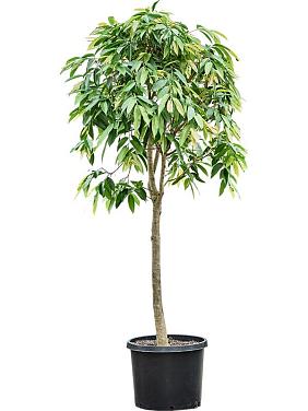 Фикус Бенедикта Амстел Кинг Фикус Бенедикта Амстел Кинг