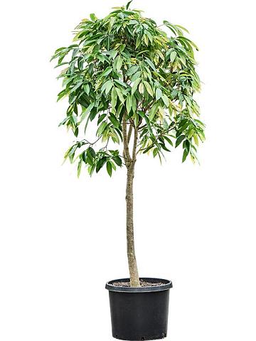 Фикус Бенедикта Амстел Кинг Фикус Бенедикта Амстел Кинг