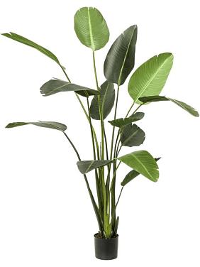 Стрелиция искусственная Стрелиция искусственная