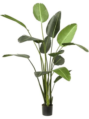 Стрелиция искусственная