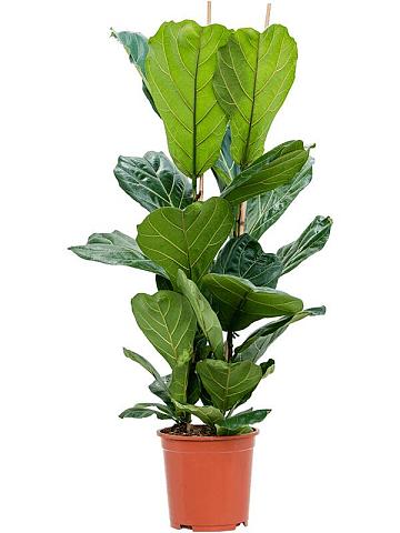 Фикус Лирата Фикус Лирата