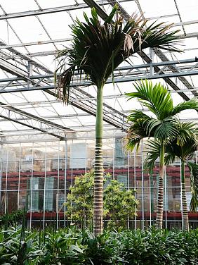 Бетелевая пальма (Арека Катеху)