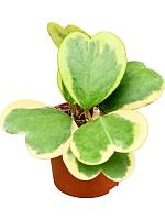 Хойя Керри вариегата H20 D9 см